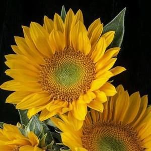 Meet your Posher, Sonia